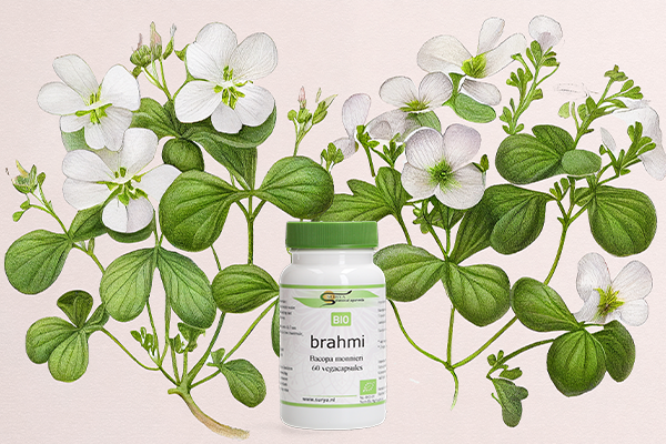 Brahmi (Bacopa monnieri)