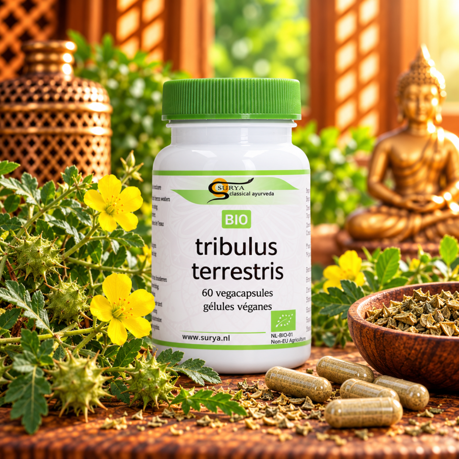 Tribulus terrestris